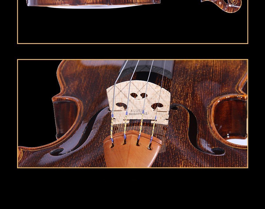 violin family